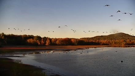 Pennsylvania Snow Geese Live Webcam - Oct 9, 2025, 5:55pm EDT