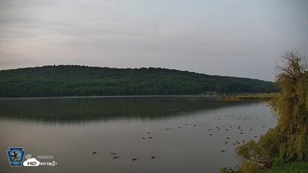 Pennsylvania Snow Geese Live Webcam - Jun 17, 2026, 5:17am EDT