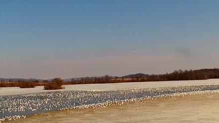 Pennsylvania Snow Geese Live Webcam - Feb 28, 2026, 1:59pm EST