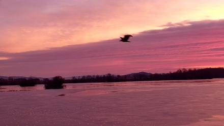 Pennsylvania Snow Geese Live Webcam - Dec 4, 2025, 7:04am EST