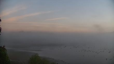 Pennsylvania Snow Geese Live Webcam - Oct 4, 2025, 7:04am EDT