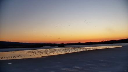 Pennsylvania Snow Geese Live Webcam - Feb 28, 2026, 6:33am EST