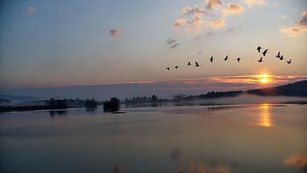 Pennsylvania Snow Geese Live Webcam - Nov 8, 2025, 7:07am EST