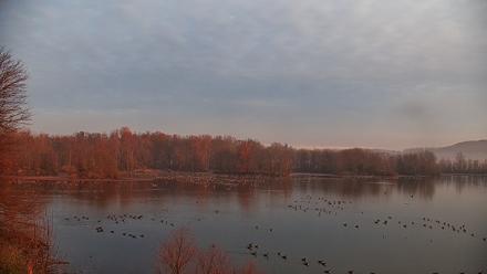 Pennsylvania Snow Geese Live Webcam - Nov 20, 2025, 7:11am EST