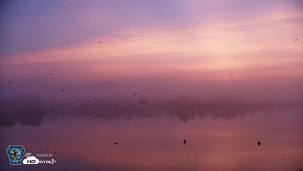 Pennsylvania Snow Geese Live Webcam - Jun 29, 2026, 5:27am EDT