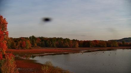 Pennsylvania Snow Geese Live Webcam - Oct 19, 2025, 8:07am EDT