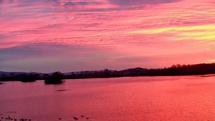 Pennsylvania Snow Geese Live Webcam - Nov 25, 2025, 6:52am EST