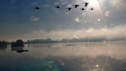 Pennsylvania Snow Geese Live Webcam - Oct 4, 2025, 8:14am EDT