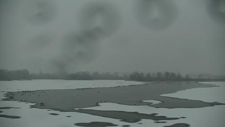 Pennsylvania Snow Geese Live Webcam - Dec 23, 2025, 7:20am EST