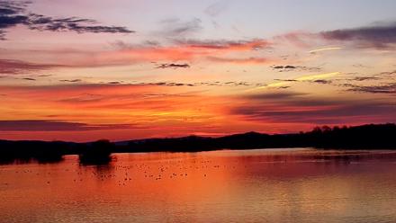 Pennsylvania Snow Geese Live Webcam - Mar 11, 2026, 7:15am EDT