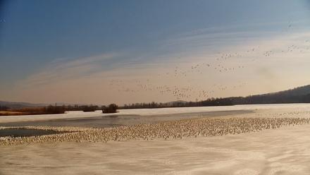 Pennsylvania Snow Geese Live Webcam - Feb 27, 2026, 10:59am EST