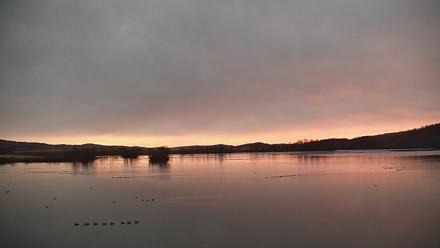 Pennsylvania Snow Geese Live Webcam - Jan 14, 2026, 7:07am EST
