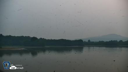 Pennsylvania Snow Geese Live Webcam - Jul 18, 2026, 5:43am EDT