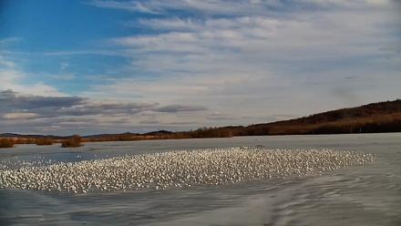 Pennsylvania Snow Geese Live Webcam - Feb 21, 2026, 3:59pm EST