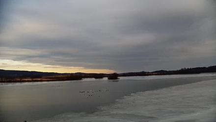 Pennsylvania Snow Geese Live Webcam - Mar 2, 2026, 4:53pm EST