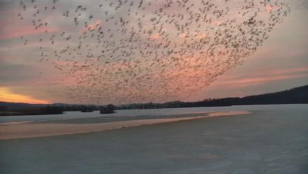 Pennsylvania Snow Geese Live Webcam - Feb 26, 2026, 6:35am EST