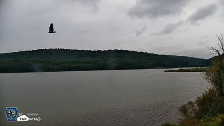 Pennsylvania Snow Geese Live Webcam - Sep 22, 2026, 12:01pm EDT