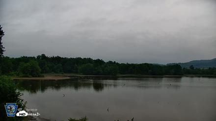 Pennsylvania Snow Geese Live Webcam - Jul 9, 2026, 6:15am EDT