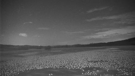 Pennsylvania Snow Geese Live Webcam - Feb 25, 2026, 11:47pm EST