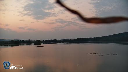 Pennsylvania Snow Geese Live Webcam - Aug 14, 2026, 6:04am EDT
