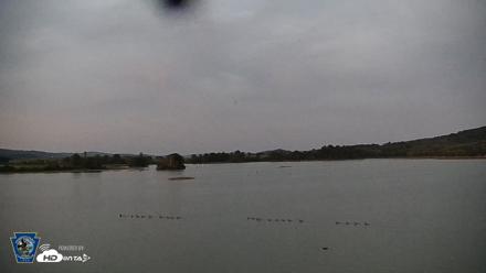 Pennsylvania Snow Geese Live Webcam - Aug 26, 2026, 8:07pm EDT