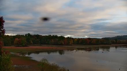 Pennsylvania Snow Geese Live Webcam - Oct 14, 2025, 7:48am EDT