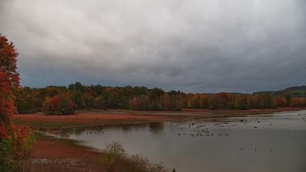 Pennsylvania Snow Geese Live Webcam - Oct 20, 2025, 7:41am EDT