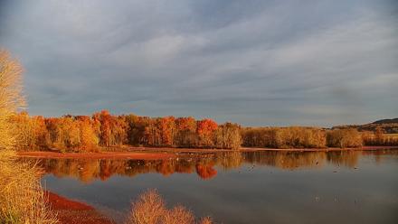 Pennsylvania Snow Geese Live Webcam - Nov 7, 2025, 7:19am EST