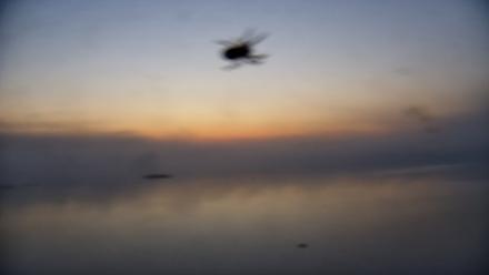 Pennsylvania Snow Geese Live Webcam - Oct 5, 2025, 7:01am EDT