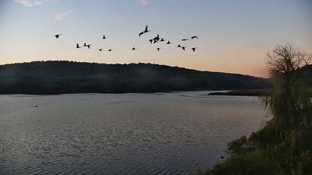Pennsylvania Snow Geese Live Webcam - Oct 7, 2025, 7:08am EDT