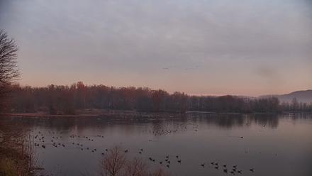 Pennsylvania Snow Geese Live Webcam - Nov 20, 2025, 7:07am EST