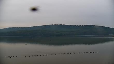 Pennsylvania Snow Geese Live Webcam - Sep 30, 2025, 7:43am EDT