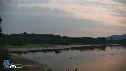 Pennsylvania Snow Geese Live Webcam - Aug 12, 2026, 5:57am EDT