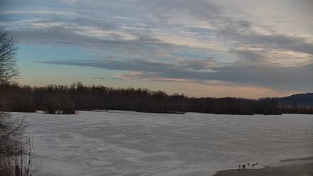 Pennsylvania Snow Geese Live Webcam - Feb 26, 2026, 7:15am EST