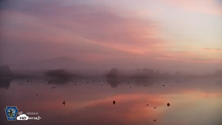 Pennsylvania Snow Geese Live Webcam - Aug 9, 2026, 6:00am EDT