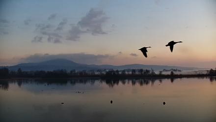 Pennsylvania Snow Geese Live Webcam - Nov 8, 2025, 7:05am EST