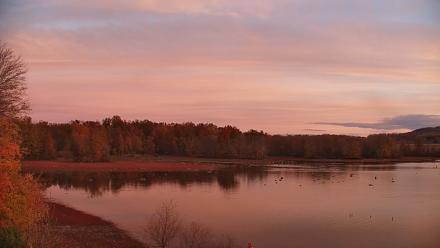 Pennsylvania Snow Geese Live Webcam - Nov 1, 2025, 7:33am EDT