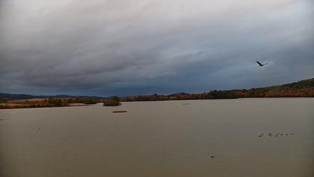 Pennsylvania Snow Geese Live Webcam - Oct 20, 2025, 7:42am EDT