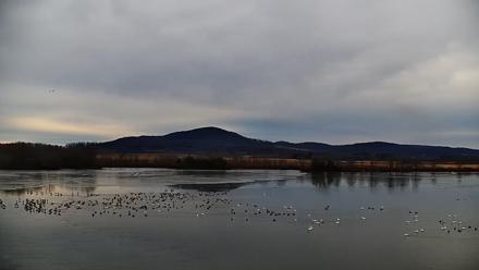 Pennsylvania Snow Geese Live Webcam - Jan 10, 2026, 8:26am EST
