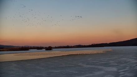 Pennsylvania Snow Geese Live Webcam - Feb 25, 2026, 5:32pm EST