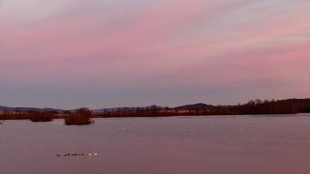 Pennsylvania Snow Geese Live Webcam - Jan 12, 2026, 5:09pm EST