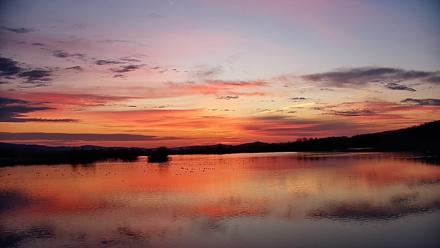 Pennsylvania Snow Geese Live Webcam - Mar 11, 2026, 7:14am EDT