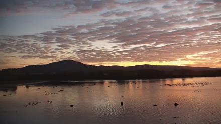 Pennsylvania Snow Geese Live Webcam - Oct 7, 2025, 6:40am EDT