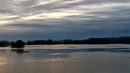 Pennsylvania Snow Geese Live Webcam - Oct 11, 2025, 7:21am EDT