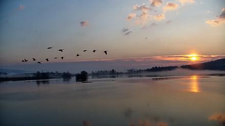 Pennsylvania Snow Geese Live Webcam - Nov 8, 2025, 7:06am EST
