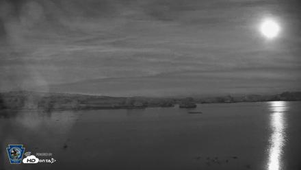 Pennsylvania Snow Geese Live Webcam - Sep 25, 2026, 7:34pm EDT