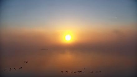 Pennsylvania Snow Geese Live Webcam - Oct 4, 2025, 7:21am EDT