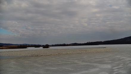 Pennsylvania Snow Geese Live Webcam - Feb 25, 2026, 3:12pm EST