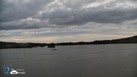 Pennsylvania Snow Geese Live Webcam - Oct 17, 2026, 7:48am EDT