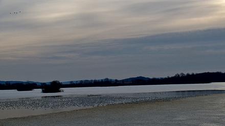 Pennsylvania Snow Geese Live Webcam - Feb 26, 2026, 7:57am EST